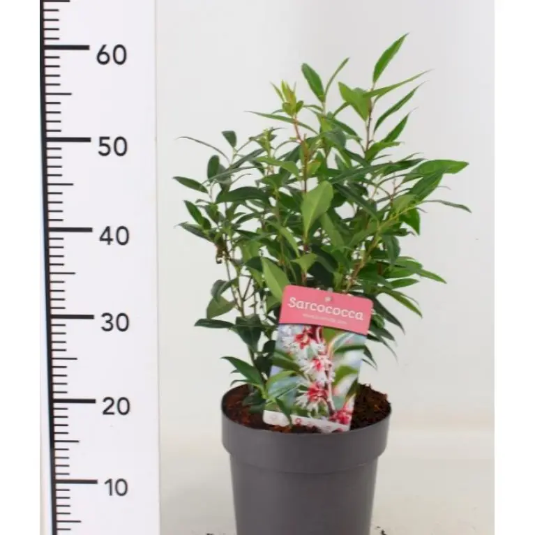 Kødbær &apos;Winter Gem&apos;