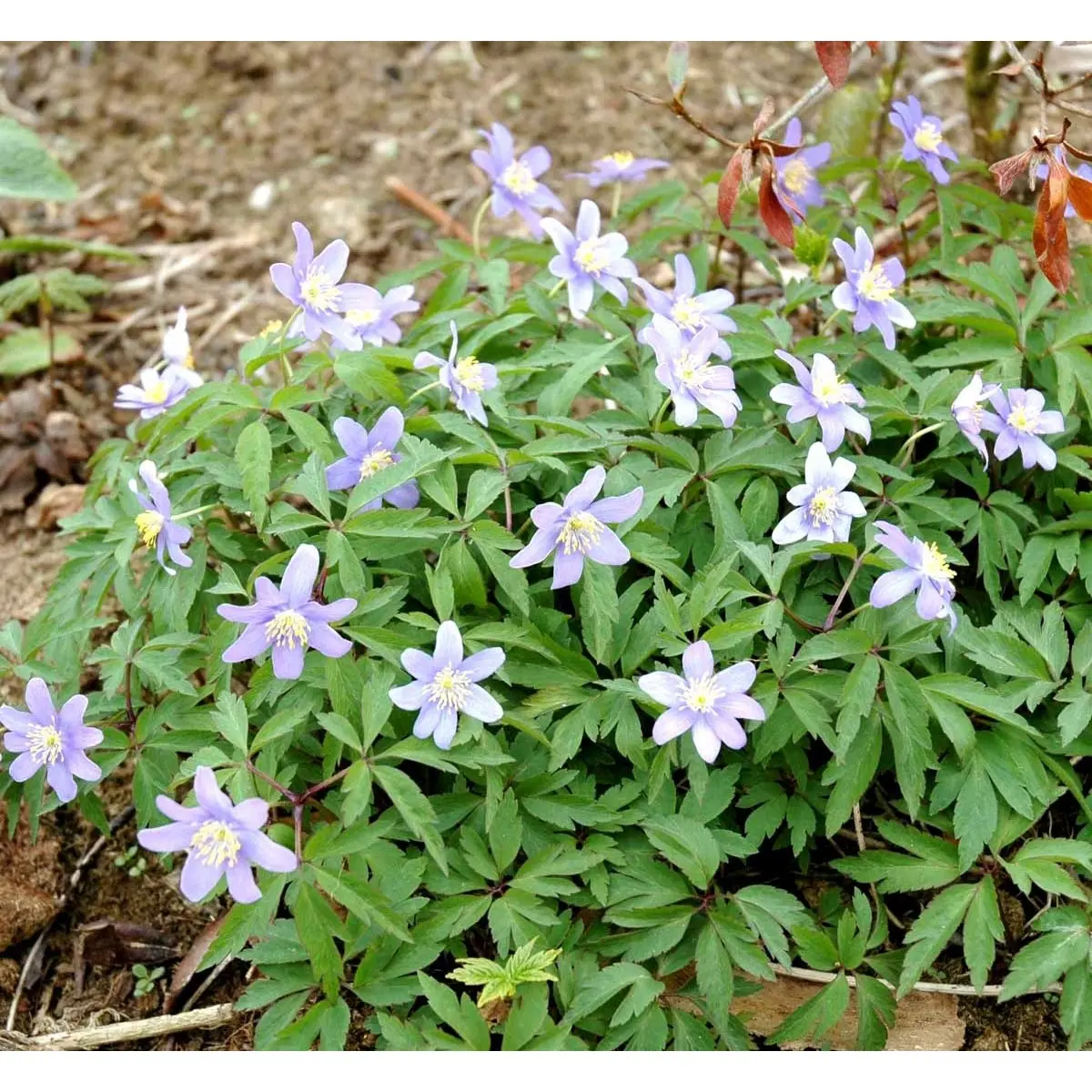 Blå Skovanemone 'Robinsoniana' - 10 cm. Potte