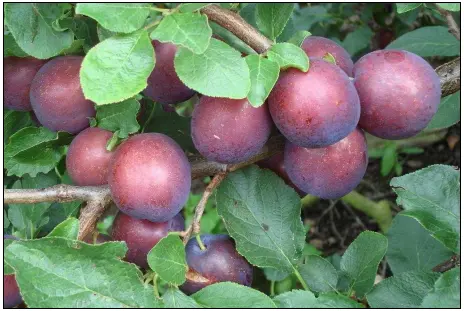 Blomme &#39;Ive&#39; - Havefrugttræ - A-kvalitet 4-8 grene, 130-170 cm. Potte 10 liter. (S.J.A.)