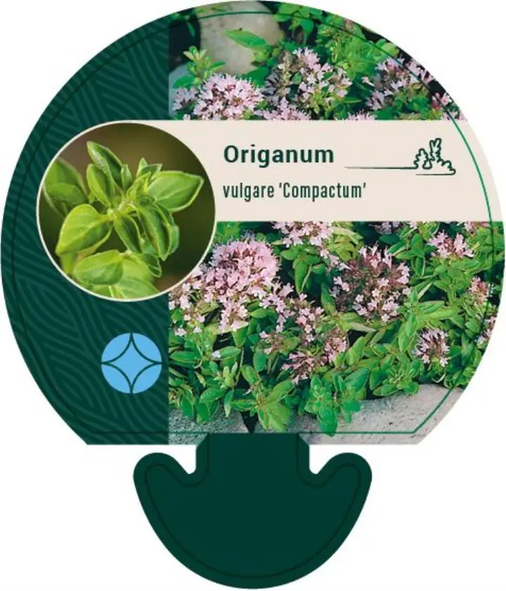 Oregano 'Compactum' - Potte 0,8 Liter