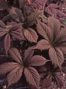 Rodgersia Chocolate Wings, Bronceblad Chocolate Wings, Populærnavn:&amp;#160; Finnet Bronzeblad Placering:&amp;#160; Halvskygge til skygge - i fugtig jord. Farve:&amp;#160; rosarød Højde:&amp;#160; 60/80 cm Anvendelse:&amp;#160; Bladplante mellem træer og