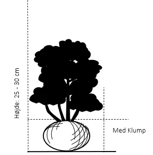 Krybende Bjergfyr 'Pumilio'