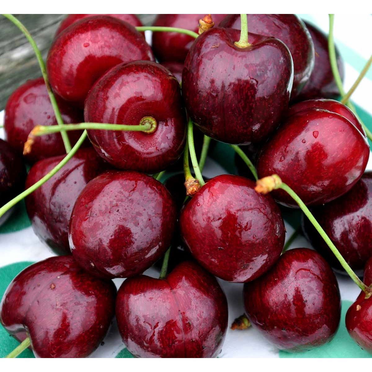 Sød kirsebær &#39;Regina&#39; (kræver bestøver) - Havefrugttræ Potte 7,5 liter 150-175 cm