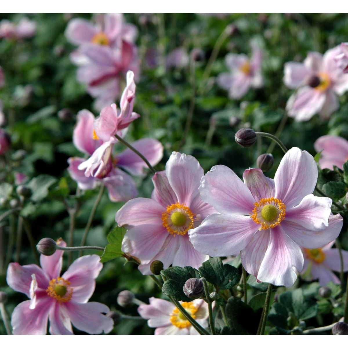 Høstanemone &apos;Königin Charlotte&apos;