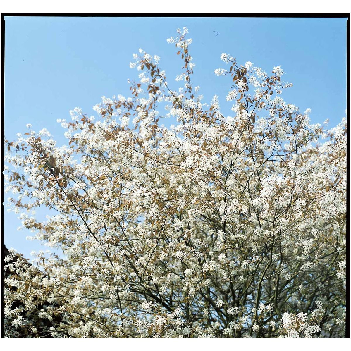 Allegheny Bærmispel