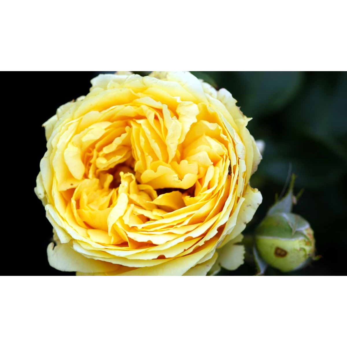 &apos;Marselisborg&apos;™