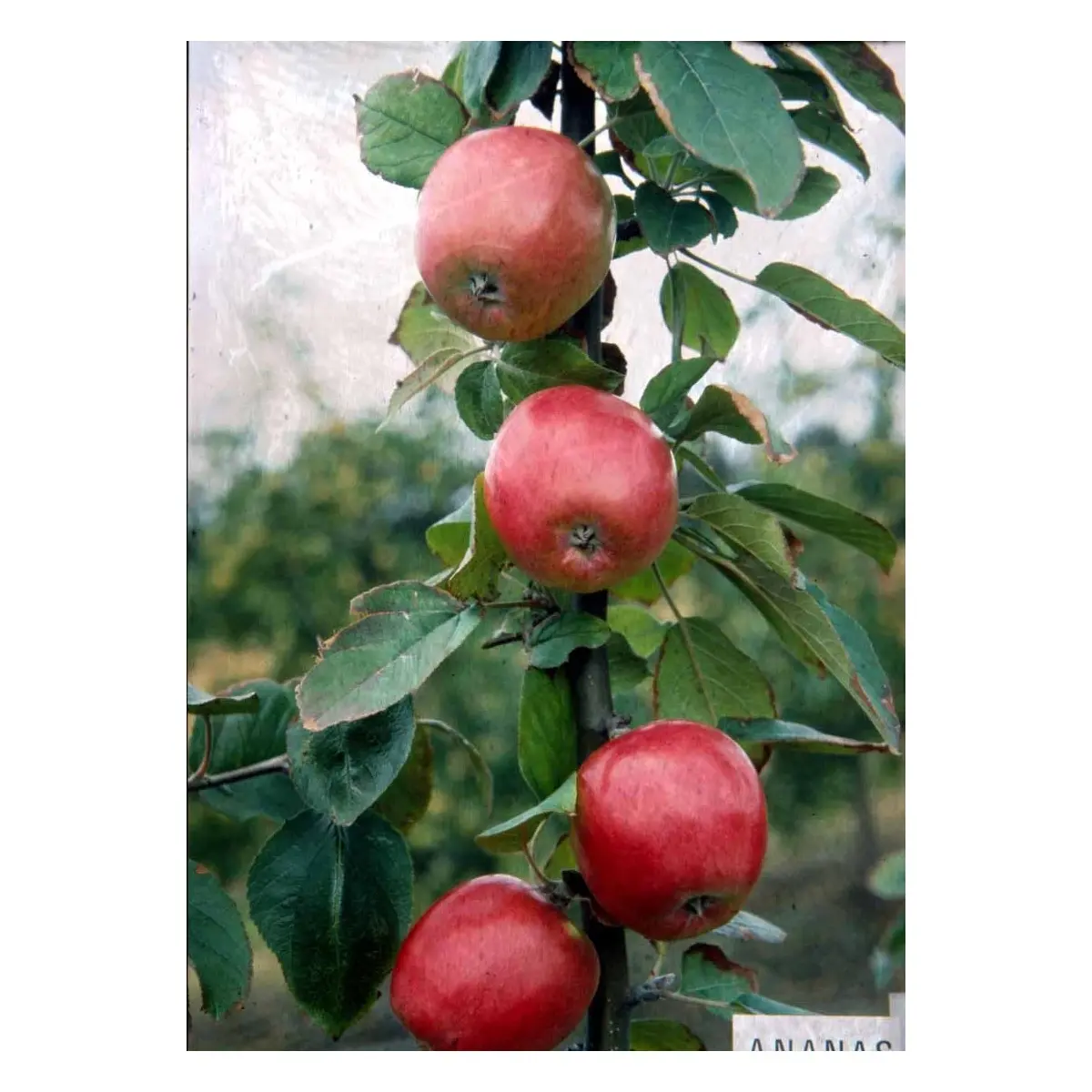 Æble &apos;Rød Ananas&apos;