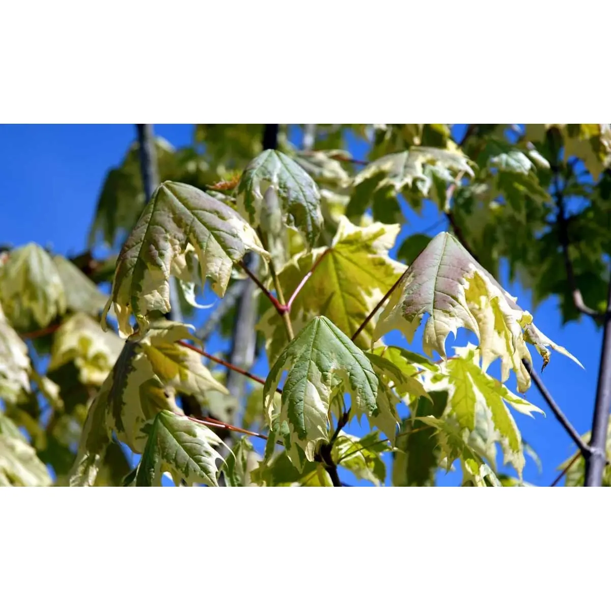 Spidsløn &apos;Drummondii&apos;