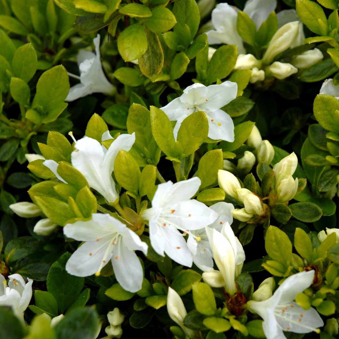 Rhododendron Kermesina Alba