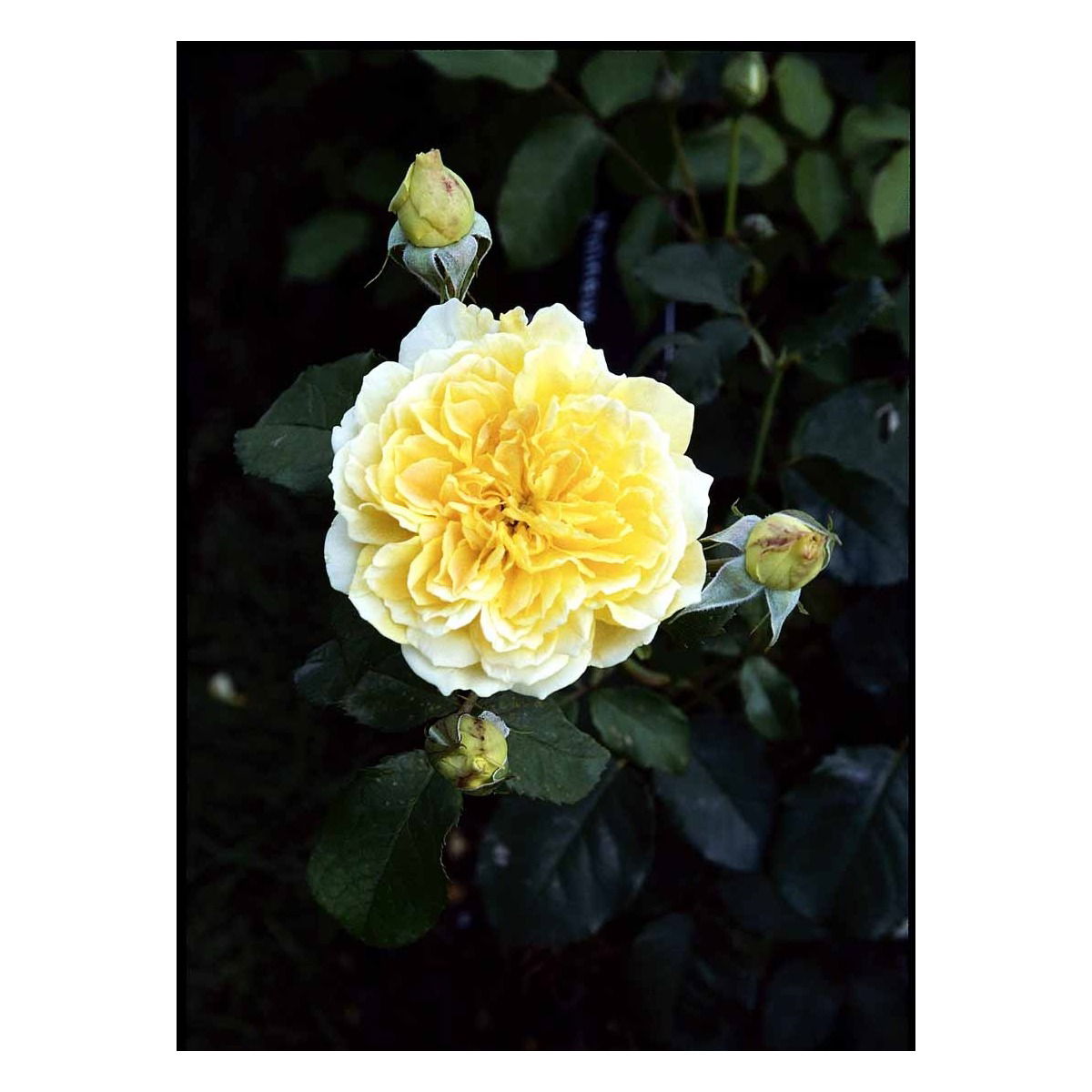 &apos;Molineux&apos;