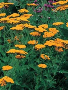 Achillea filipendulina Parkers Varietät, Pragtrøllike Parkers Varietät, Populærnavn:&amp;#160; Pragtrøllike Placering:&amp;#160; Fuld sol i veldrænet jord - tørketålende. Blomstring:&amp;#160; Juli-september Farve:&amp;#160; gul Højde:&amp;#160; 100 cm An