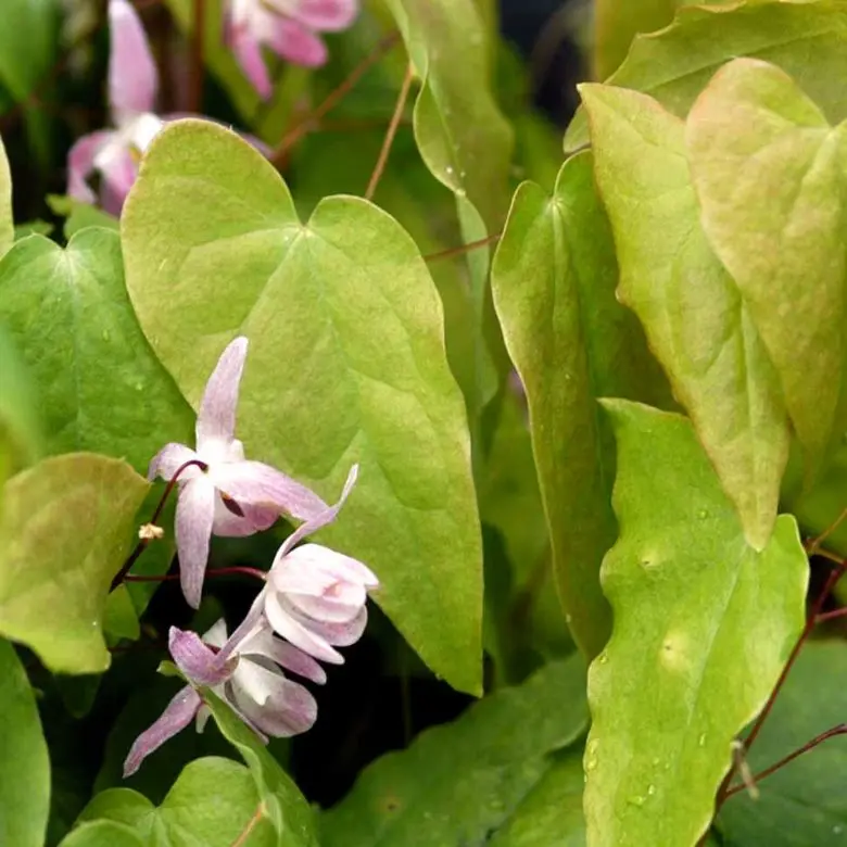 Bispehue 'Violaceum' - 10 cm. Potte