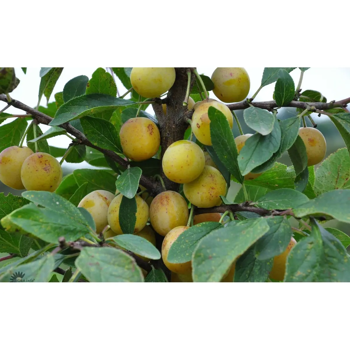 Blomme 'Mirabelle Von Nancy'