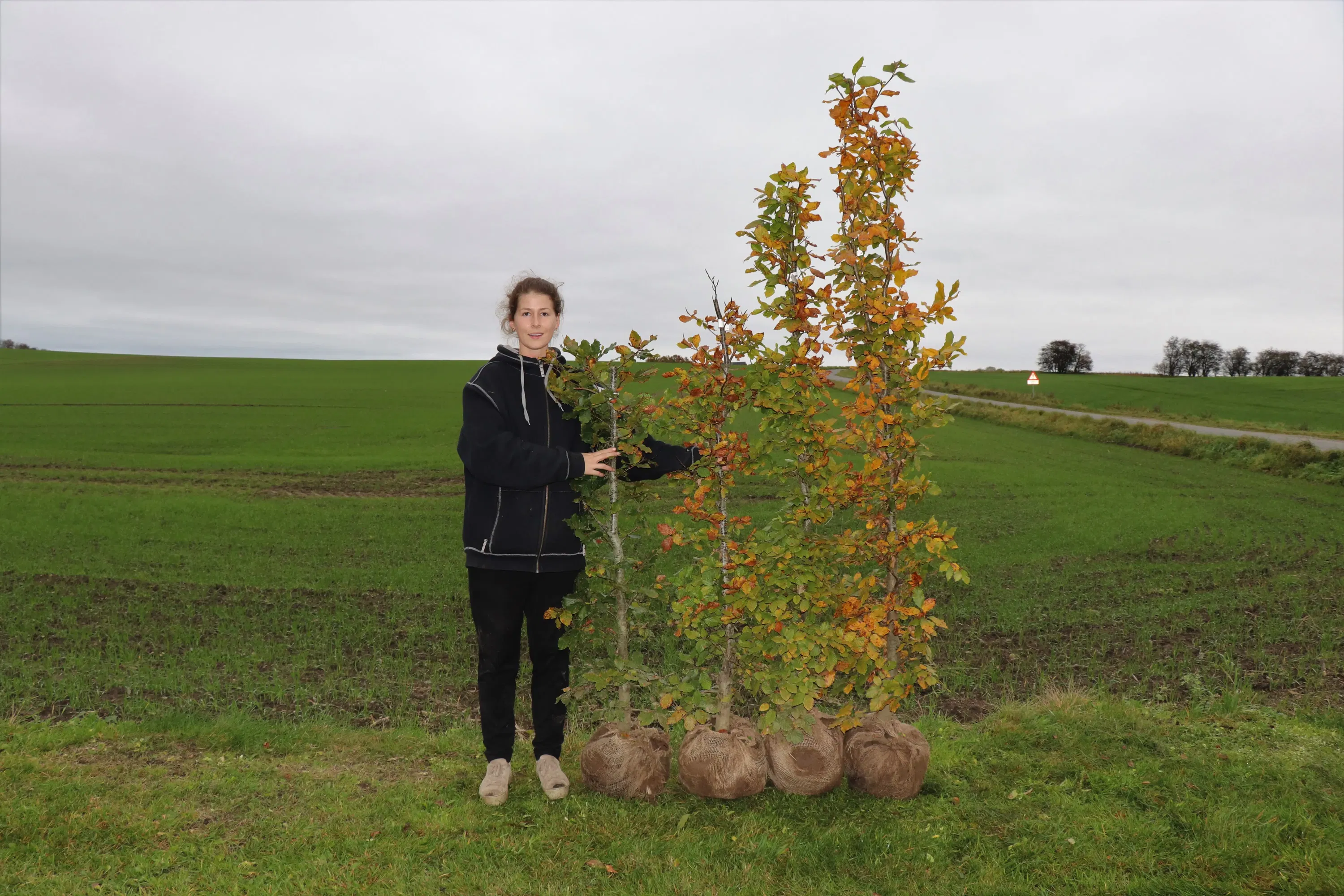 Plantetorvet Færdighæk Bøg - Kraftig hæk 150-175 cm. Med Klump