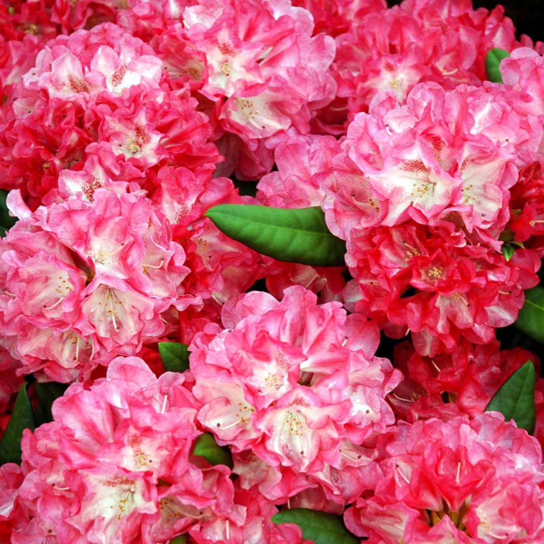 Rhododendron Anuschka