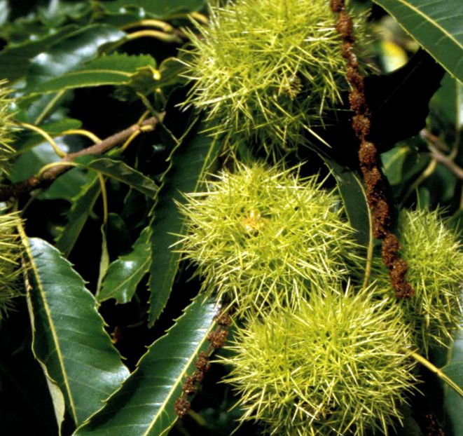 Ægte kastanje &apos;Maraval&apos;