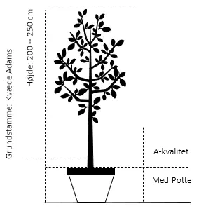 Æblekvæde &#39;Konstantinopel&#39; - Havefrugttræ - A-kvalitet  4-8 grene. 120-160 cm. Potte, (Kvæde A)