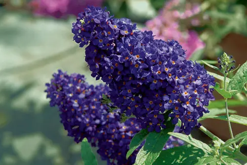 Sommerfuglebusk Buzz &apos;Midnight&apos;