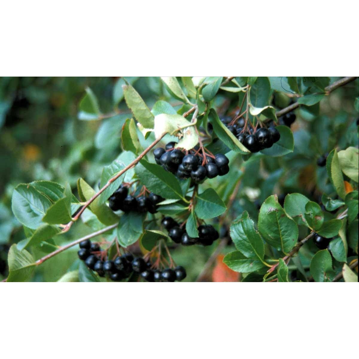 Surbær &apos;Norðîc® Aron&apos;