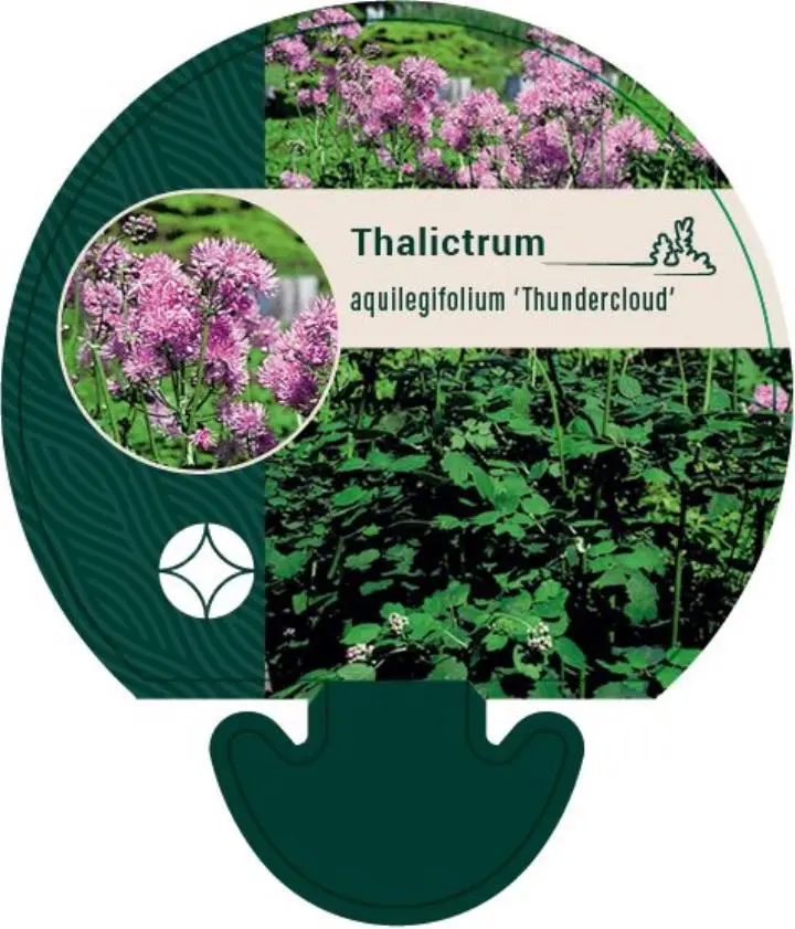 Akeleje Frøstjerne 'Thundercloud' - Potte 0,8 Liter