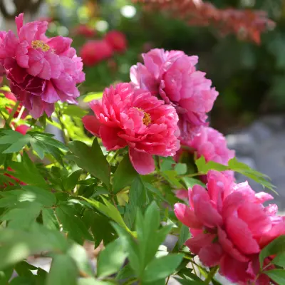 Pæoner & Bonderoser