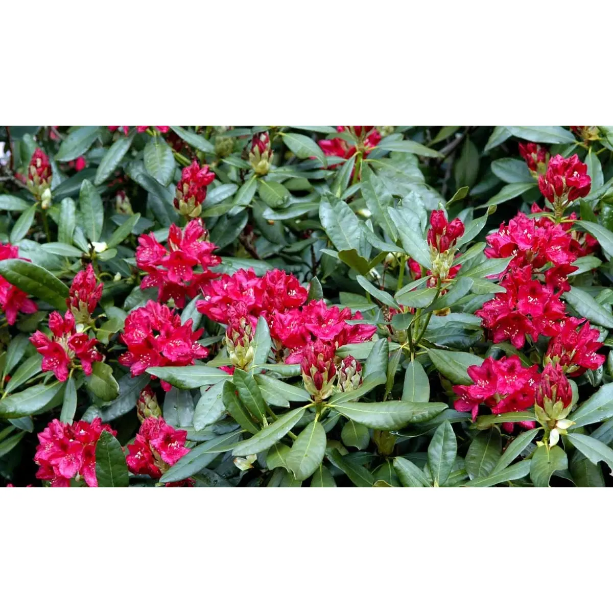 &apos;Nova Zembla&apos;