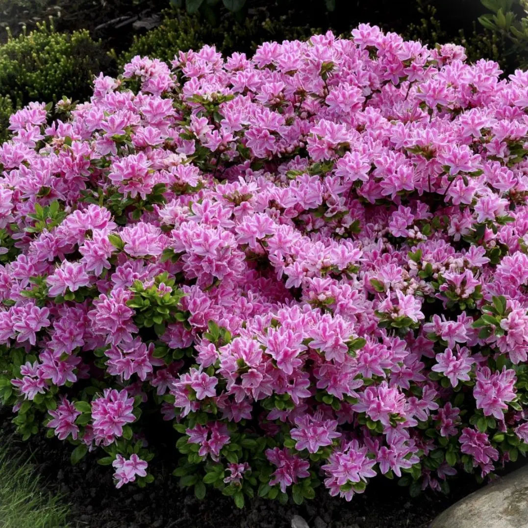 Rhododendron Kermesina Rosé