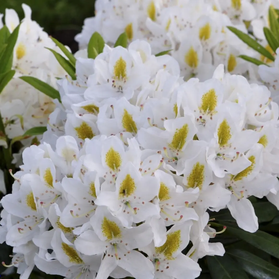 Rhododendron Madame Masson