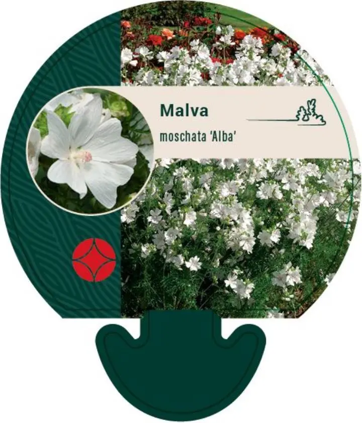 Moskus-Katost 'Alba' - Potte 0,8 Liter