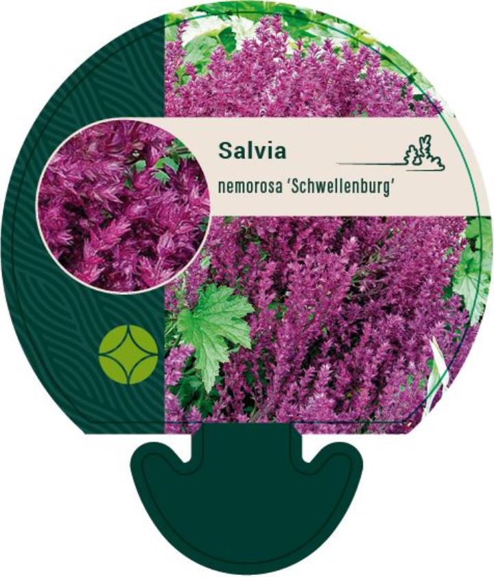 Pryd-Salvie 'Schwellenburg' - Potte 0,8 Liter