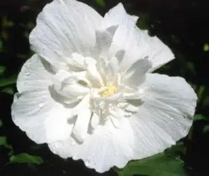 Syrisk Rose &apos;White Chiffon&apos; (R)