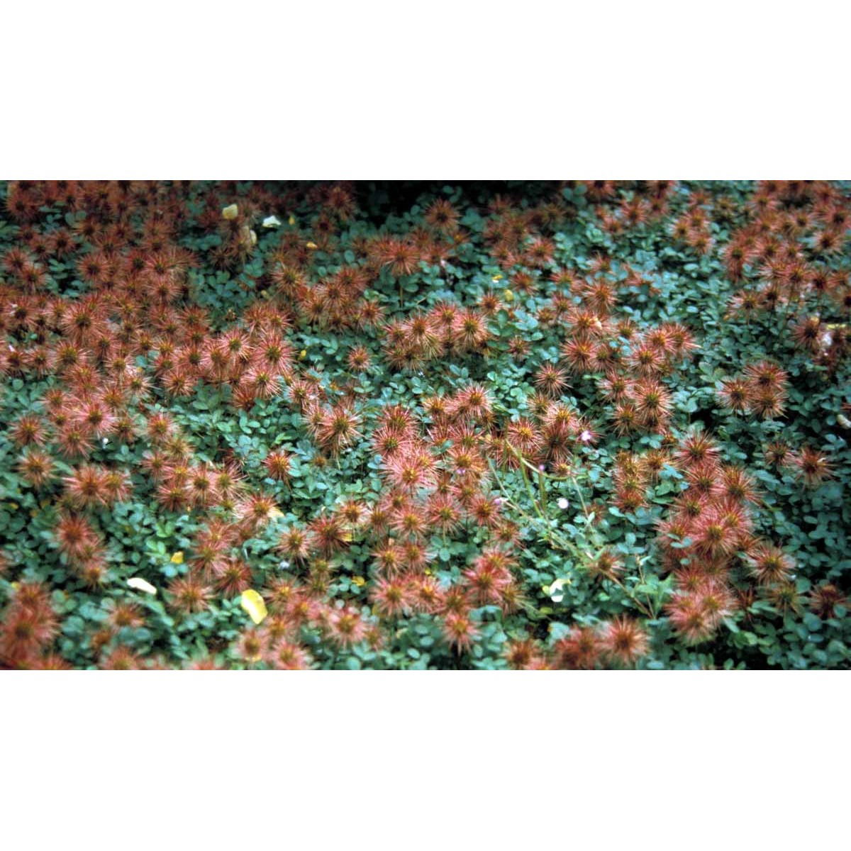 Fin New Zealandsk Tornnød