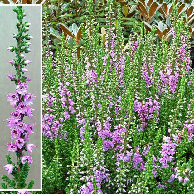 Efterårslyng Jysk Naturform