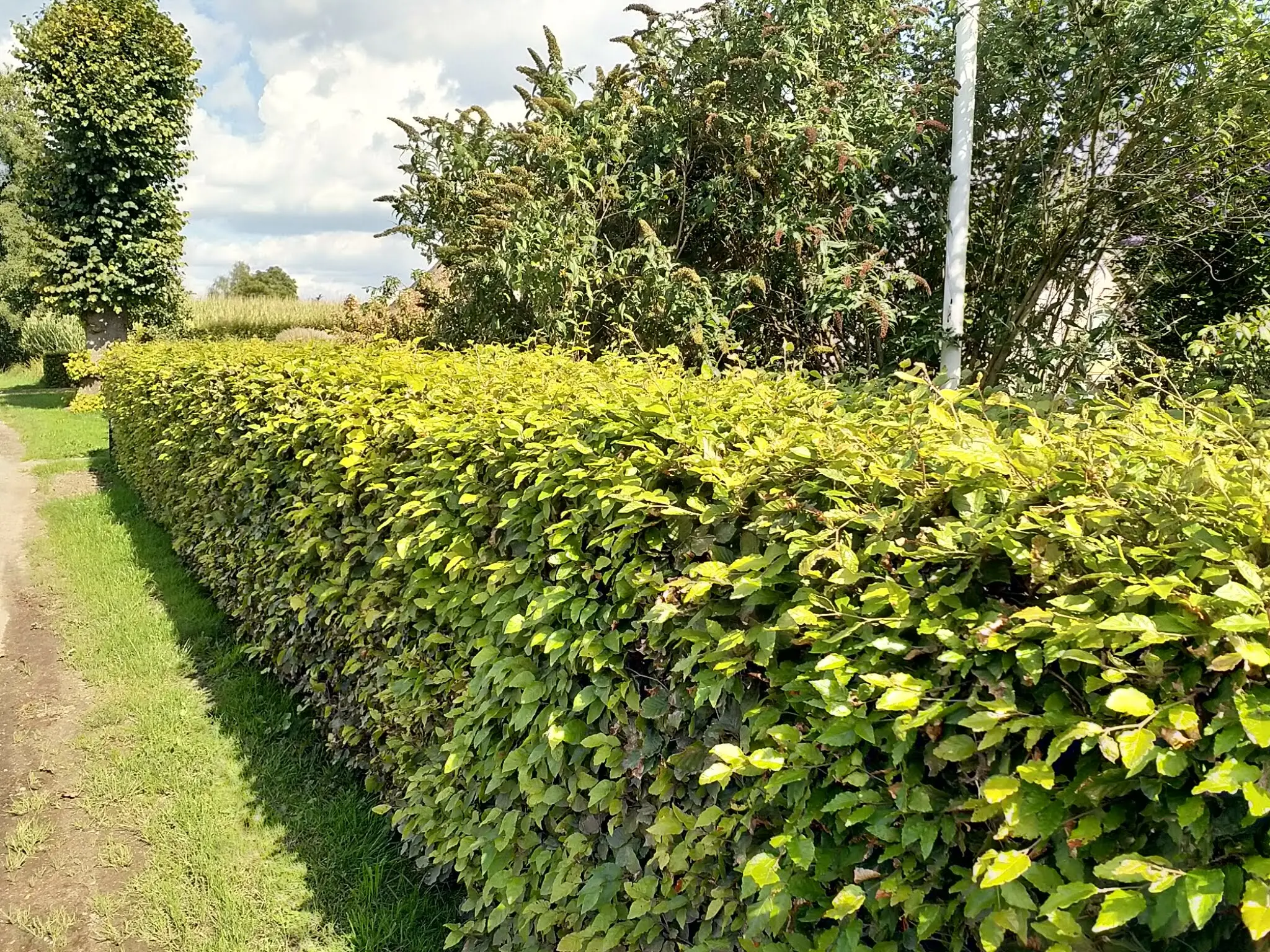 Bøgehæk - Potte 4,0 liter 100-125 cm.