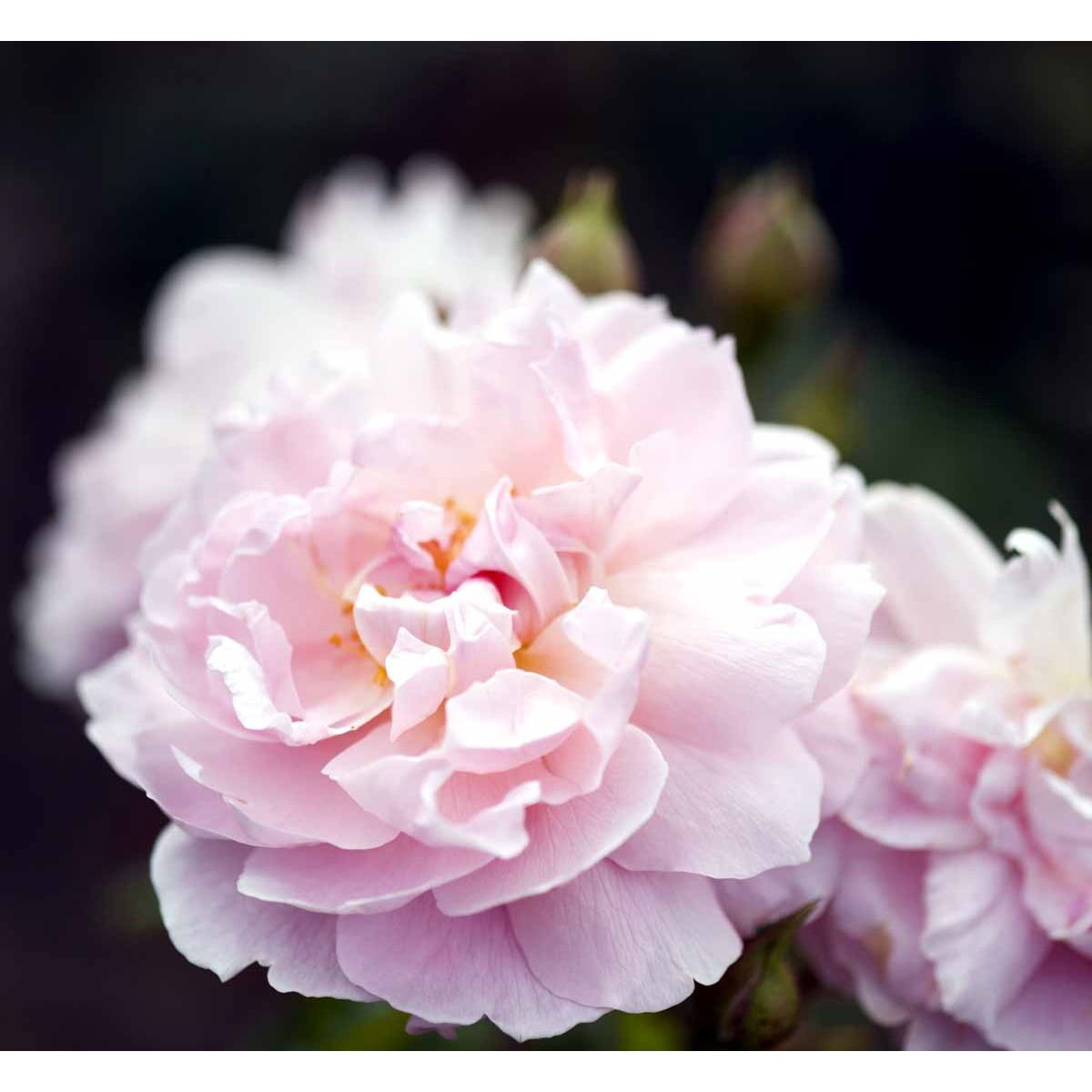 &apos;Strawberry Hill&apos;