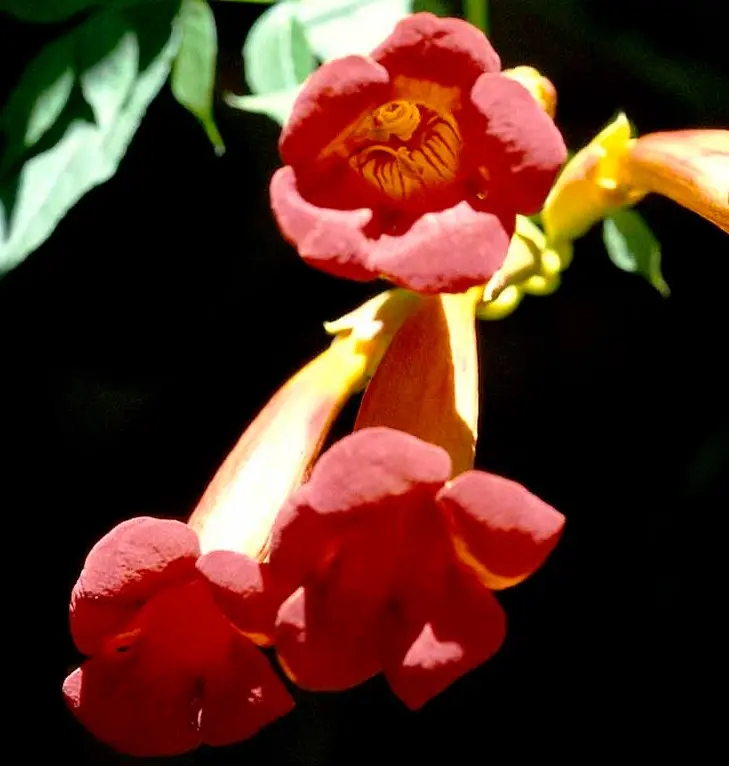 Trompetblomst &apos;Flamenco&apos;