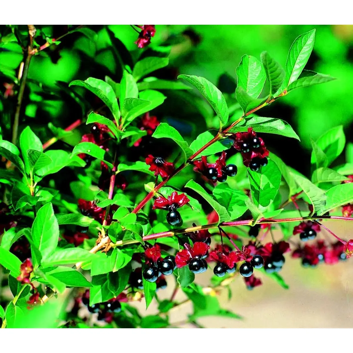 Californisk Gedeblad