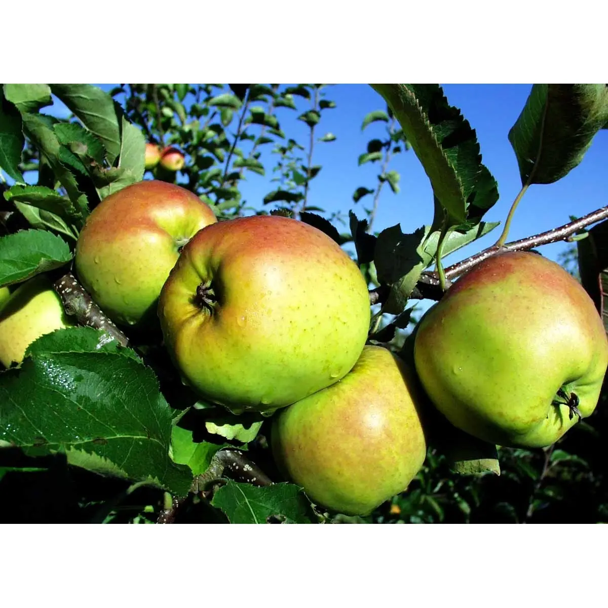 Æble &#39;Mutsu&#39; - Havefrugttræ Potte 7,5 liter 150-175 cm