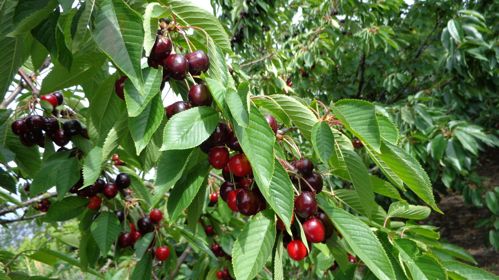 Sød Kirsebær &#39;Skeena&#39; - Selvbestøvende - Havefrugttræ - A-kvalitet 4-8 grene, 130-170 cm. Potte 10 liter (Colt) (middelstørrelse træer)
