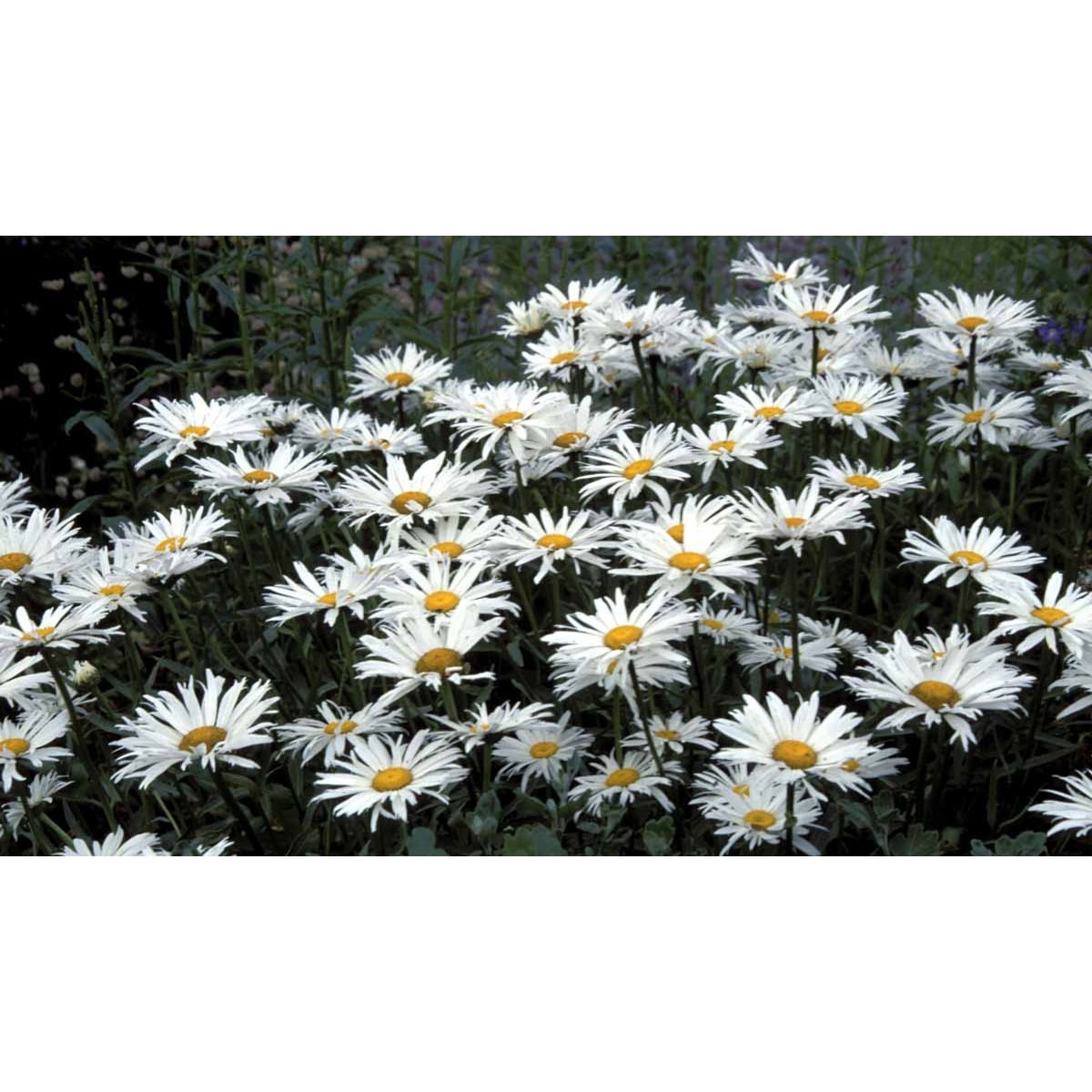 Kæmpemarguerit &apos;Wirral Supreme&apos;