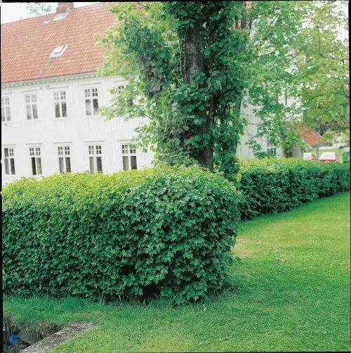 Ribes alpinum Schmidt, Fjeldribs Schmidt, Løvfældende busk med tæt forgrening og bred vækst op til 1,7 m høj. Lys grønne blade med tidlig udspring i foråret. Anvendes som busket, hæk ekker bunddække. Er hanlig, og får derfor ingen frugter. Tåler stærk sky