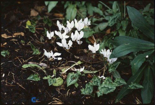 Cyclamen hederifolium Alba, Alpeviol, Højde: 10 cm Farve: hvid nikkende blomster, over sølvmarmorerede blade Blomstringsmåned: august - oktober ys. sol - halvskygge I humusrig jord under buske og træer fx. i indgangspartiet