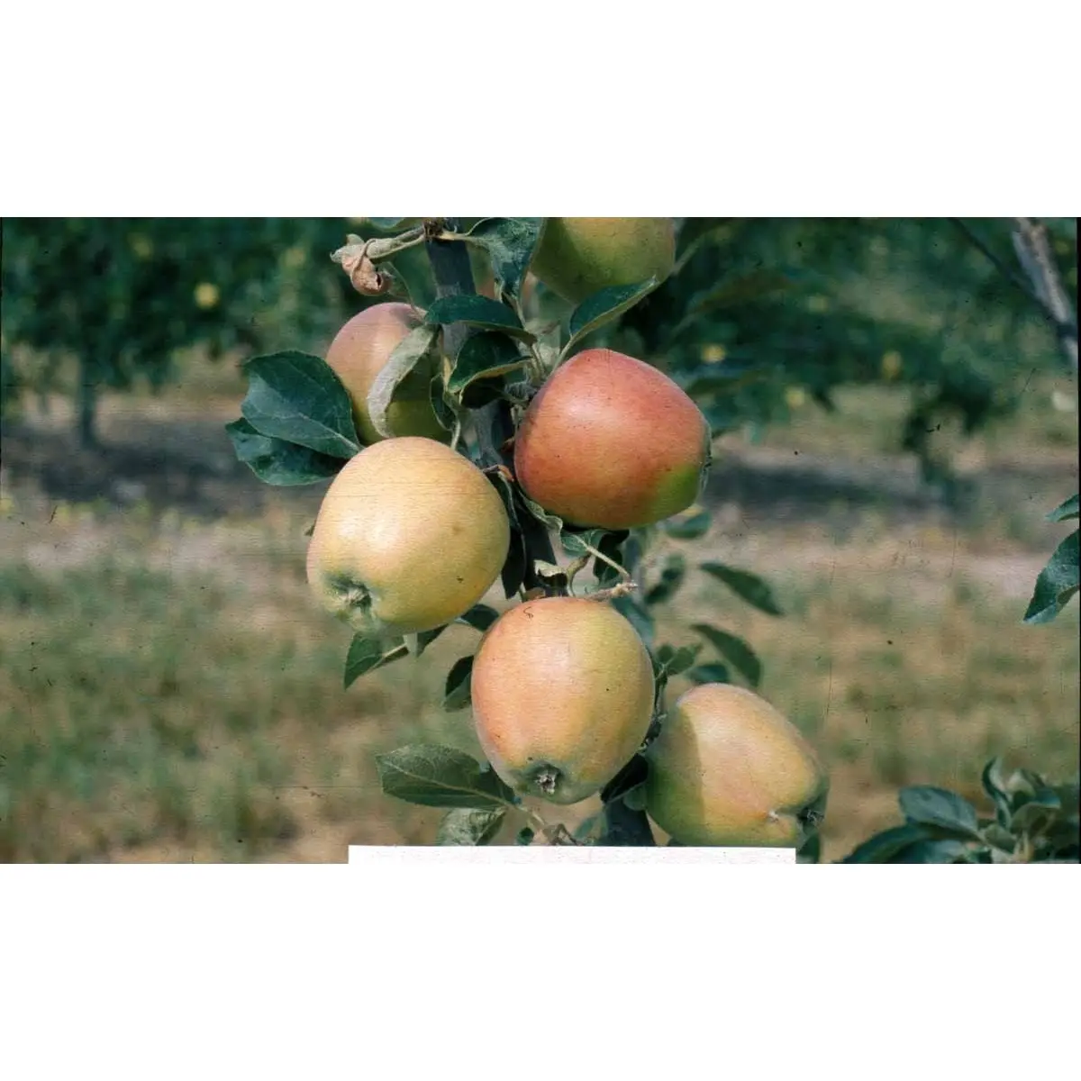 Æble &#39;Guldborg&#39; - Potte 10 liter 150-175 cm.