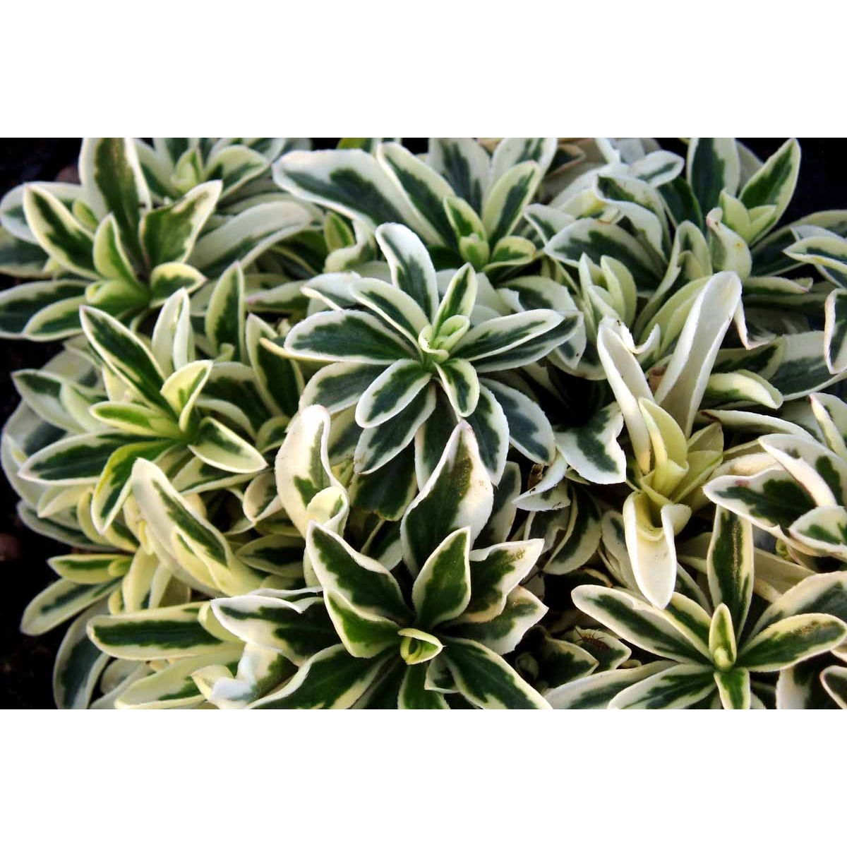 Kalkkarse &apos;Old Gold&apos;