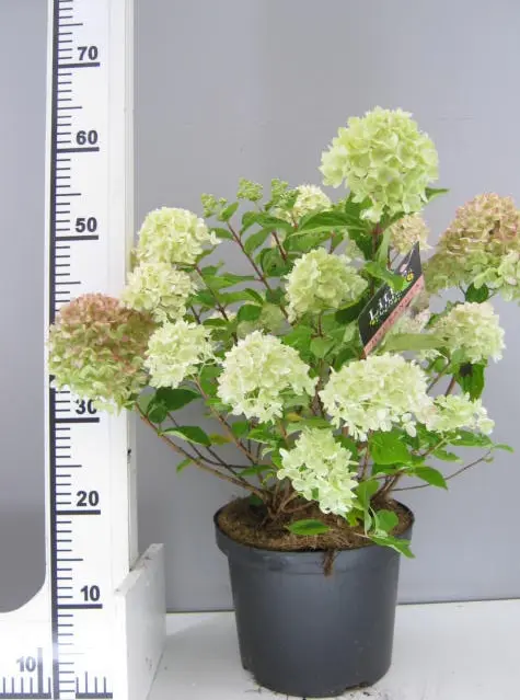 Kompakt Syrén-Hortensia  &apos;Little Lime&apos;