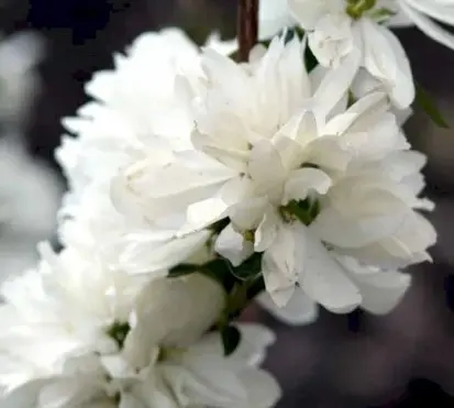 Uægte jasmin &apos;Snowbelle&apos;