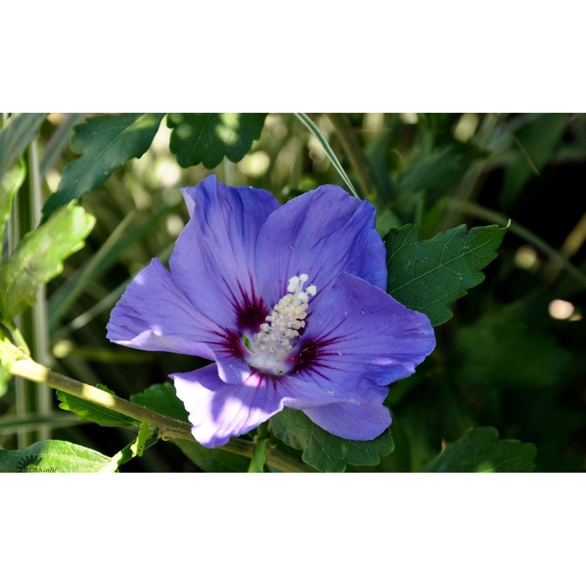 Syrisk Rose &apos;Marina&apos;