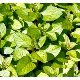 Citronmynte - Potte 1 liter