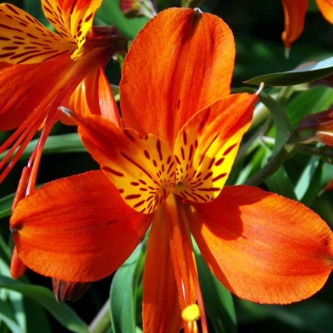 Inkalilje Orange King