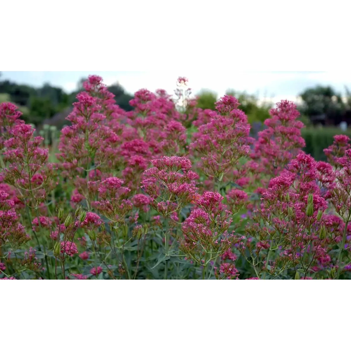 Sporebaldrian 'Coccineus' - Potte 1 liter